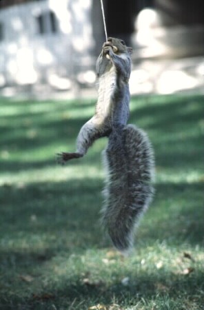 Squirrely Lou Swingin'
