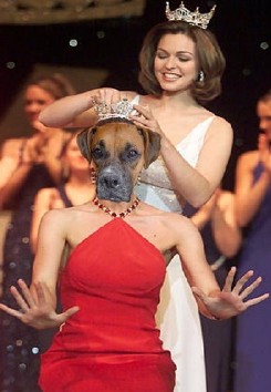 Scooby is crowned most beautiful dog