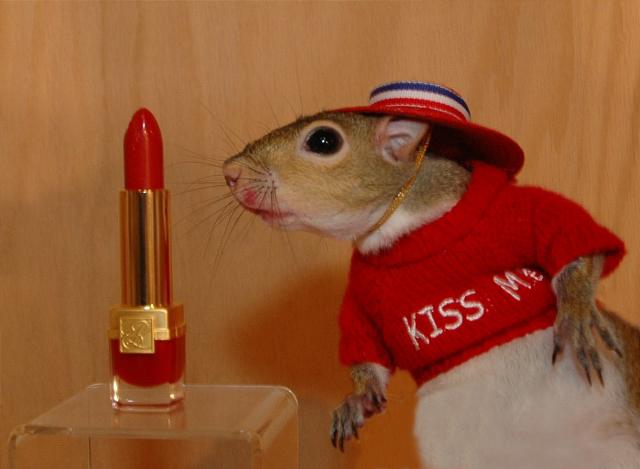 Lipstick on a squirrel