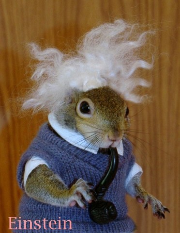 Sugar Bush Squirrel as Einstein