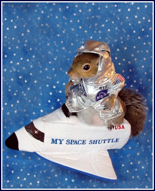 Sugar Bush Squirrel Shuttle Commander