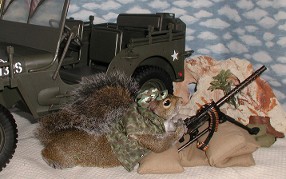 sugar bush squirrel says the machine gun's ready, sir 