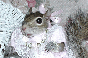 sugar bush squirrel pink valentine and pearl bracelet bling bling