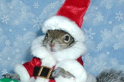sugar bush squirrel in santa suit with white fur trim