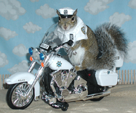 Motorcycle Cop Sugar Bush