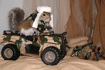 Sugar Bush Squirrel - Still Undercover
