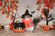 sugar bush squirrel stirring up trouble on halloween